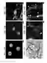 Fig. 17 - MESENCHYMAL CELL-BINDING COMPOSITE MATERIAL FOR TISSUE RESTORATION