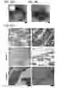 Fig. 18 - MESENCHYMAL CELL-BINDING COMPOSITE MATERIAL FOR TISSUE RESTORATION