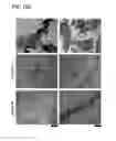 Fig. 19 - MESENCHYMAL CELL-BINDING COMPOSITE MATERIAL FOR TISSUE RESTORATION