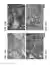 Fig. 22 - MESENCHYMAL CELL-BINDING COMPOSITE MATERIAL FOR TISSUE RESTORATION