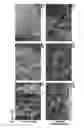 Fig. 23 - MESENCHYMAL CELL-BINDING COMPOSITE MATERIAL FOR TISSUE RESTORATION