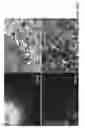 Fig. 30 - MESENCHYMAL CELL-BINDING COMPOSITE MATERIAL FOR TISSUE RESTORATION