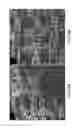 Fig. 07 - Ceramic-containing bioactive inks and printing methods for tissue engineering applications