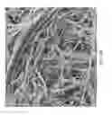 Fig. 11 - Ceramic-containing bioactive inks and printing methods for tissue engineering applications