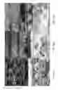 Fig. 14 - Ceramic-containing bioactive inks and printing methods for tissue engineering applications