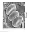 Fig. 27 - Ceramic-containing bioactive inks and printing methods for tissue engineering applications