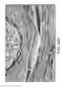 Fig. 31 - Ceramic-containing bioactive inks and printing methods for tissue engineering applications