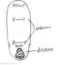 Fig. 01 - Skateboard safety brake