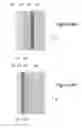 Fig. 06 - Waterless decarboxylation
