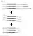 Fig. 06 - AUTOMATED SAMPLE TO NGS LIBRARY PREPARATION