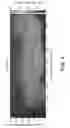 Fig. 04 - SHEAR INDUCED GRAIN REFINEMENT OF A CAST INGOT