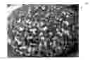 Fig. 01 - MICROFIBER YARN ROTARY BUFFING PAD