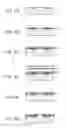 Fig. 03 - Method for manufacturing liquid ejection head and liquid ejection head
