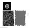 Fig. 03 - Two-dimensional amorphous carbon coating and methods of growing and differentiating stem cells