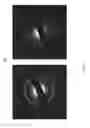 Fig. 06 - Two-dimensional amorphous carbon coating and methods of growing and differentiating stem cells