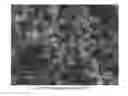 Fig. 03 - PRECIPITATED CALCIUM CARBONATE, A METHOD FOR ITS MANUFACTURE AND USES THEREOF