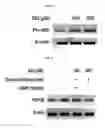 Fig. 09 - NOVEL ISONITRAMINE COMPOUND AND COMPOSITION CONTAINING SAME FOR PREVENTING OR TREATING METABOLIC DISEASES
