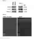 Fig. 09 - Small molecules that enable cartilage rejuvenation