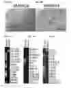 Fig. 13 - Small molecules that enable cartilage rejuvenation