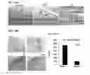 Fig. 14 - Small molecules that enable cartilage rejuvenation