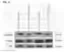 Fig. 15 - Small molecules that enable cartilage rejuvenation