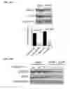 Fig. 32 - Small molecules that enable cartilage rejuvenation
