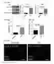 Fig. 35 - Small molecules that enable cartilage rejuvenation