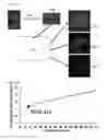 Fig. 36 - Small molecules that enable cartilage rejuvenation