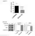 Fig. 37 - Small molecules that enable cartilage rejuvenation