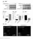 Fig. 38 - Small molecules that enable cartilage rejuvenation