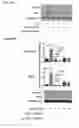 Fig. 41 - Small molecules that enable cartilage rejuvenation