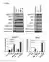 Fig. 43 - Small molecules that enable cartilage rejuvenation