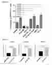 Fig. 50 - Small molecules that enable cartilage rejuvenation