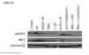 Fig. 51 - Small molecules that enable cartilage rejuvenation