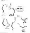Fig. 12 - HIGHLY SENSITIVE DETECTION OF BIOMOLECULES USING PROXIMITY INDUCED BIOORTHOGONAL REACTIONS