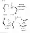 Fig. 14 - HIGHLY SENSITIVE DETECTION OF BIOMOLECULES USING PROXIMITY INDUCED BIOORTHOGONAL REACTIONS