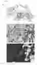 Fig. 03 - Small molecule inhibitors of Ku70/80 and uses thereof