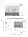 Fig. 04 - Small molecule inhibitors of Ku70/80 and uses thereof