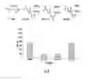Fig. 09 - Prodrugs of prostate specific membrane antigen (PSMA) inhibitor