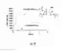 Fig. 13 - Prodrugs of prostate specific membrane antigen (PSMA) inhibitor