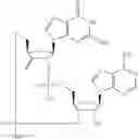 Fig. 594 - Cyclic di-nucleotide compounds as STING agonists