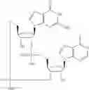 Fig. 602 - Cyclic di-nucleotide compounds as STING agonists