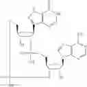 Fig. 606 - Cyclic di-nucleotide compounds as STING agonists