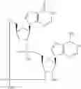 Fig. 931 - Cyclic di-nucleotide compounds as STING agonists
