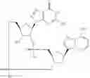 Fig. 959 - Cyclic di-nucleotide compounds as STING agonists