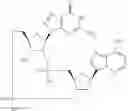 Fig. 973 - Cyclic di-nucleotide compounds as STING agonists