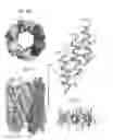 Fig. 10 - Foldamer helix bundle-based molecular encapsulation