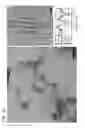 Fig. 32 - Foldamer helix bundle-based molecular encapsulation