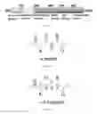 Fig. 02 - γ-AA-peptide STAT3/DNA inhibitors and methods of use