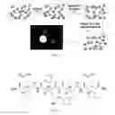 Fig. 12 - γ-AA-peptide STAT3/DNA inhibitors and methods of use